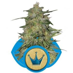 Royal Highness from Royal Queen Seeds