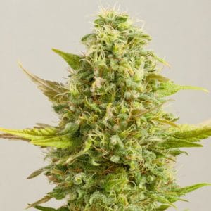 Royal Kush