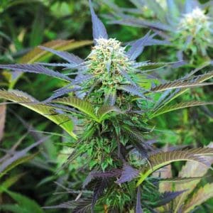 Royal Purple Kush cannabis seeds – 12/12 Photoperiod – Female seeds – Peppery – image 1 from Seed City
