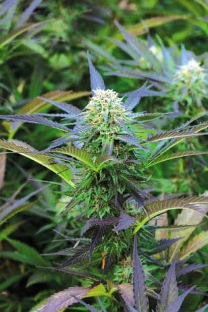 Royal Purple Kush