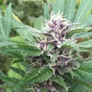 Image 1 of Royal Purple Kush Auto cannabis by Emerald Triangle Seeds – Indoor – Auto-Flowering – Peppery – Seed City