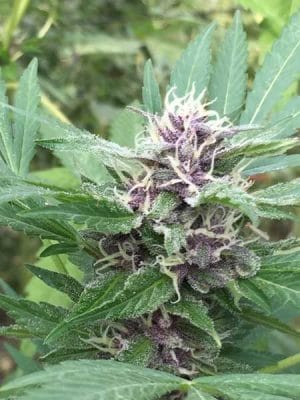 Royal Purple Kush Auto