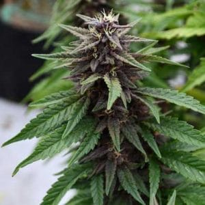 Royal Purple Kush CBD cannabis seeds – Suited for indoor growing – High CBD – Tall (140cm plus) – image 1 from Seed City