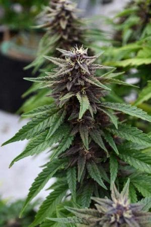 Royal Purple Kush CBD