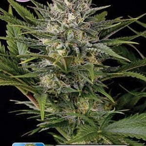 Kera Classic - Royal Queen Diamond cannabis – image 1 – Seed City
