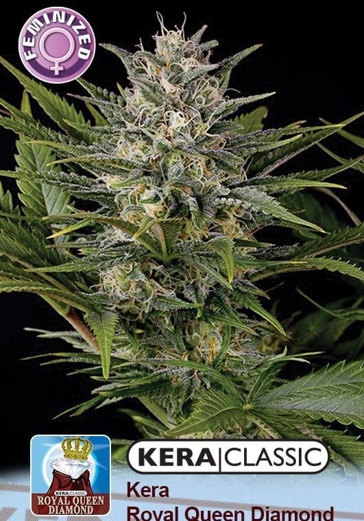 Kera Classic - Royal Queen Diamond cannabis – image 1 – Seed City