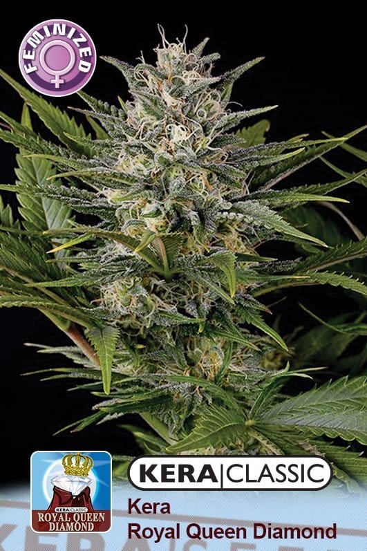 Kera Classic - Royal Queen Diamond cannabis – image 1 – Seed City