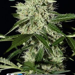 Kera Classic Auto - Royal Queen Diamond Auto cannabis – image 1 – Seed City