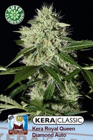 Kera Classic Auto – Royal Queen Diamond Auto