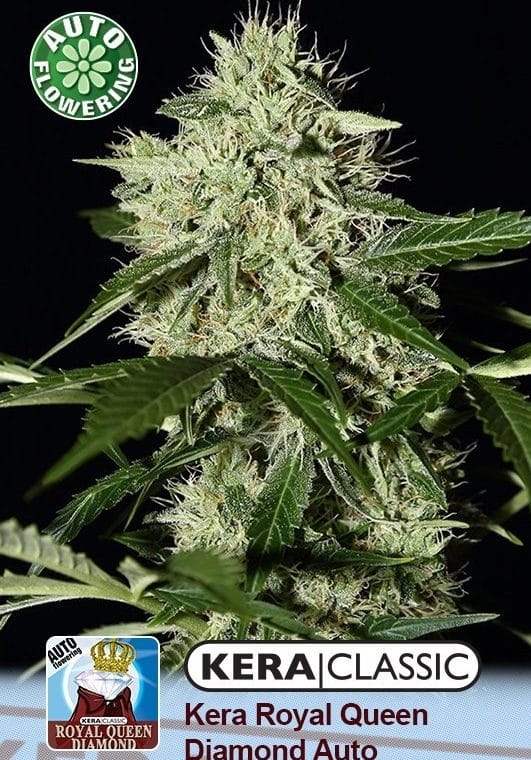 Kera Classic Auto - Royal Queen Diamond Auto cannabis – image 1 – Seed City