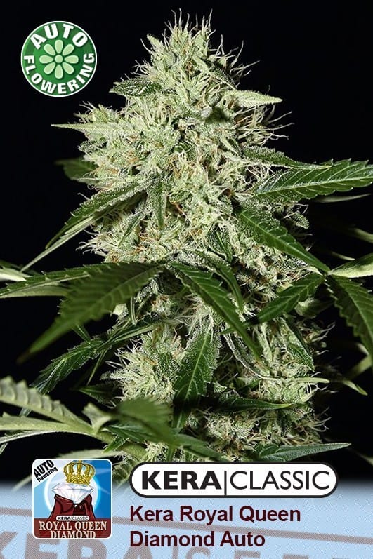 Kera Classic Auto - Royal Queen Diamond Auto cannabis – image 1 – Seed City