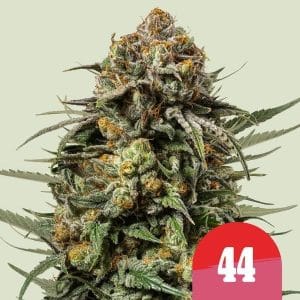 Royal Queen x TYSON - Gelato 44 from Royal Queen Seeds