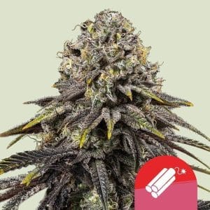 Royal Queen x TYSON - Dynamite Diesel by Royal Queen Seeds – Insomnia – Piney – Super Strength – image 1 – Seed City