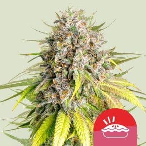 Royal Queen x TYSON - Punch Pie by Royal Queen Seeds – Sweet – The End of September – Female seeds – image 1 – Seed City
