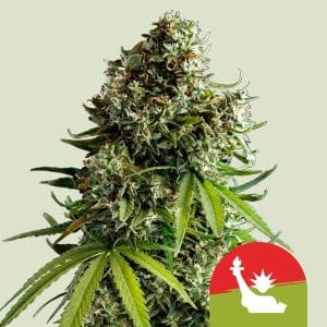Royal Queen x TYSON – NYC Sour D Auto