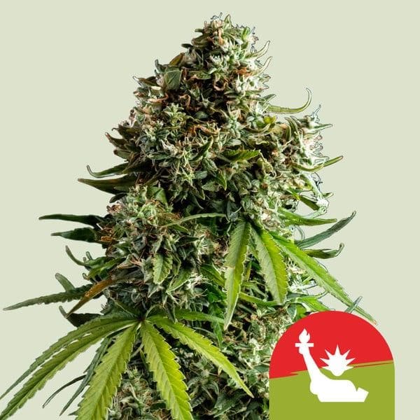 Royal Queen x TYSON - NYC Sour D Auto by Royal Queen Seeds – Body Stone – Lime – Super Strength – image 1 – Seed City