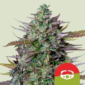 Royal Queen x TYSON – GOATlato Auto