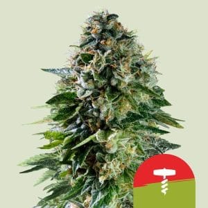 Royal Queen x TYSON – Corkscrew Auto