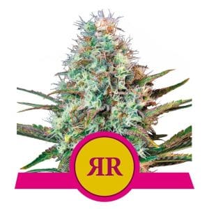 Royal Runtz cannabis seeds – Suited for indoor growing – Middle of October – 12/12 Photoperiod – image 1 from Seed City
