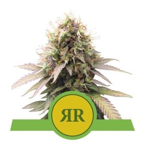 Auto-Flowering – Sweet – Uplifting – Royal Runtz Automatic strain – image 1 – from Royal Queen Seeds via Seed City