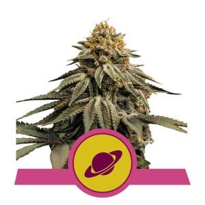 Royal Skywalker by Royal Queen Seeds – Berry – Indica Dominant – Excellent harvest potential – image 1 – Seed City
