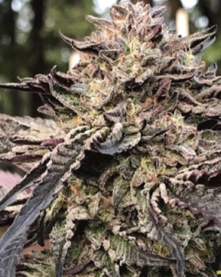 Royal Wedding cannabis seeds – Regular – Fuel – 50% Indica/50% Sativa – image 1 from Seed City