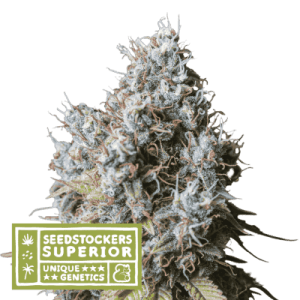 Rucu Cucu OG cannabis seeds – Super Strength – Outdoor cultivation – 12/12 Photoperiod – image 1 from Seed City