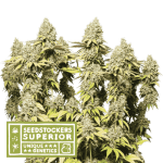 Rucu Cucu OG Auto by Seed Stockers – Large yield – Creative – Auto-Flowering – image 1 – Seed City