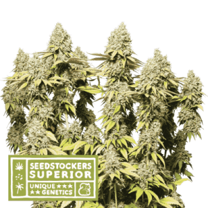 Rucu Cucu OG Auto by Seed Stockers – Large yield – Creative – Auto-Flowering – image 1 – Seed City
