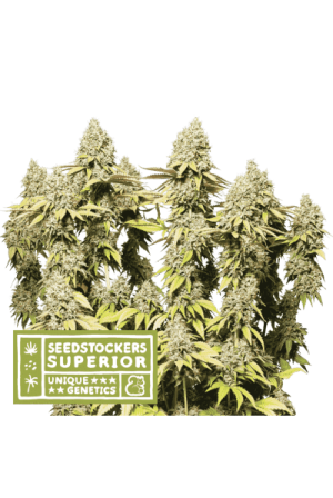 Rucu Cucu OG Auto