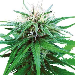Ruderalis Indica cannabis seeds – The End of September – Regular – Indica Dominant – image 1 from Seed City