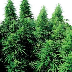 Image 1 of Ruderalis Skunk cannabis by Sensi Seeds – Auto-Flowering – Beginning of October – Outdoor – Seed City
