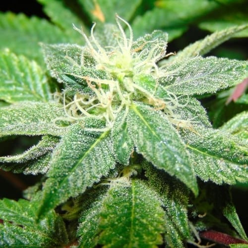 Mostly Indica – Sour – 12/12 Photoperiod – Rug Burn OG strain – image 2 – from Rare Dankness Seeds via Seed City