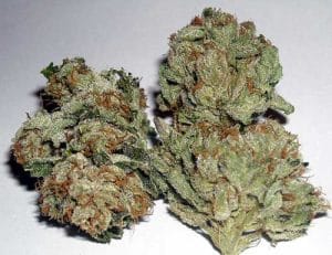 Rug Burn OG