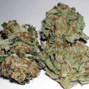 Rug Burn OG cannabis seeds – Indoor – Sour – Regular – image 1 from Seed City