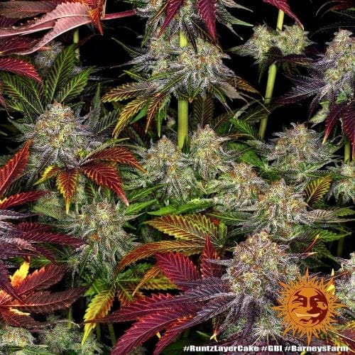 Runtz x Layer Cake cannabis – image 7 – Seed City
