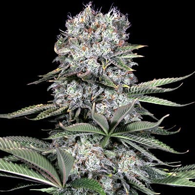 Image 1 of Runtz 13 cannabis by G13 Labs Seeds – Euphoric – Indoor-friendly – Guaranteed female plants – Seed City