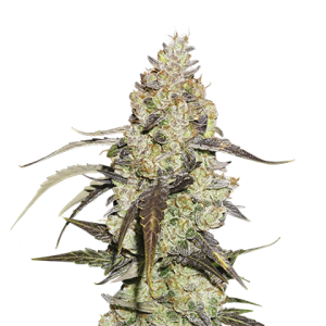 Runtz by Seed Stockers – Happy – Indica-heavy – Feminized – image 1 – Seed City