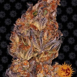 Runtz Auto from Barneys Farm Seeds