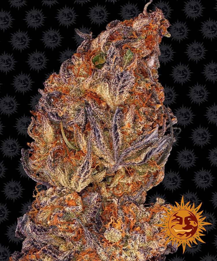 Runtz Auto from Barneys Farm Seeds