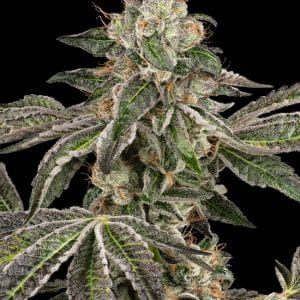 Large yield – Body Stone – Good for outdoor grow – Runtz Auto strain – image 1 – from White Label Seeds via Seed City