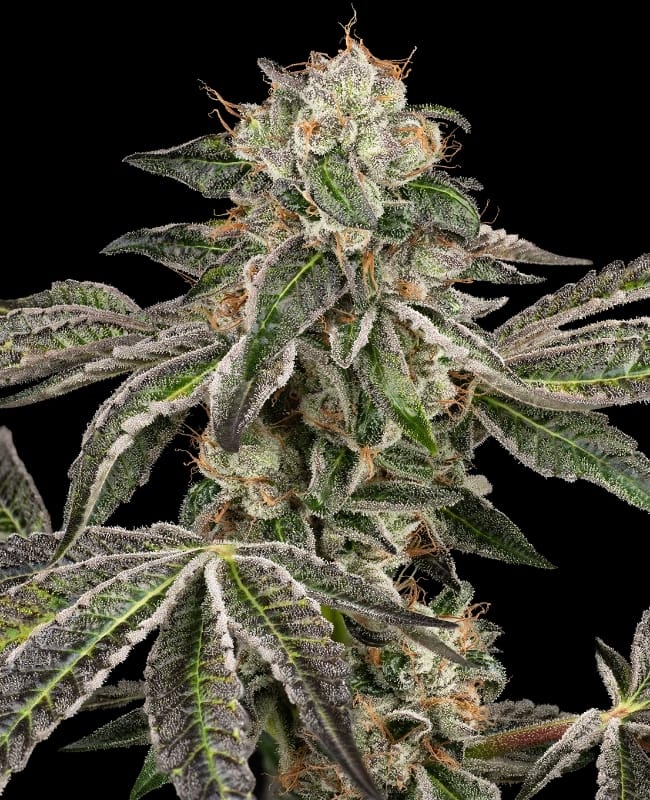Large yield – Body Stone – Good for outdoor grow – Runtz Auto strain – image 1 – from White Label Seeds via Seed City