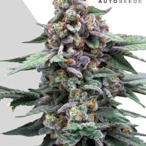 Outdoor – Auto-Flowering – Super Strength – Runtz Auto strain – image 1 – from Auto Seeds via Seed City