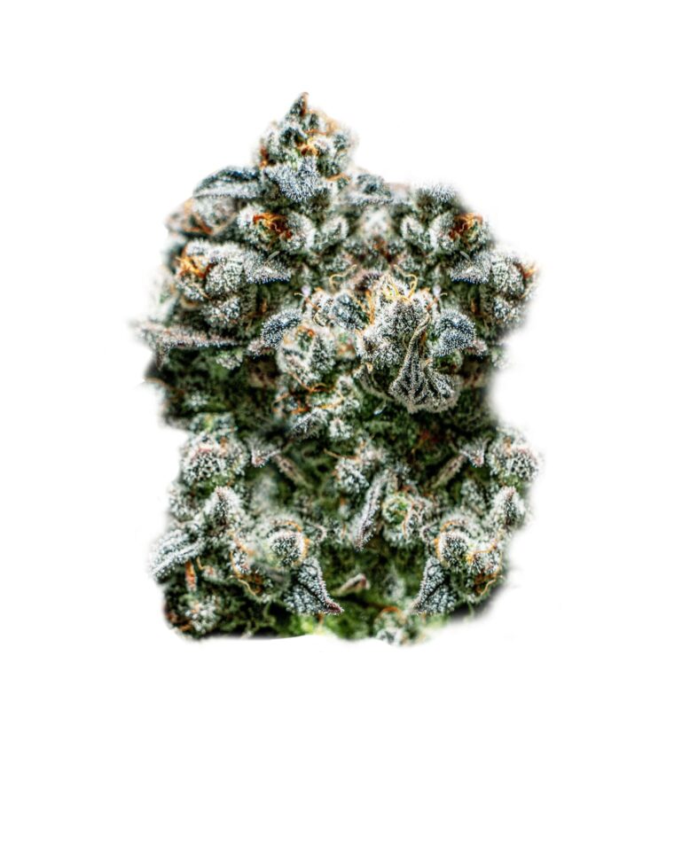 Runtz Auto cannabis seeds – Suited for indoor growing – High Yielding – Feminized – image 1 from Seed City