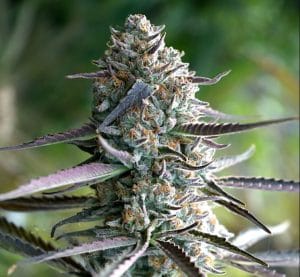 Runtz Fast
