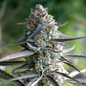 Runtz Fast by Humboldt Seed Organisation – Female seeds – Auto-Flowering – Fruity – image 1 – Seed City