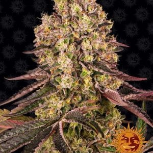 Runtz Muffin cannabis seeds – Relaxing – Outdoor – Large yield – image 1 from Seed City