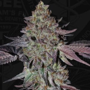 Runtz N Roses cannabis seeds – Happy – Tall (140cm plus) – Large yield – image 1 from Seed City
