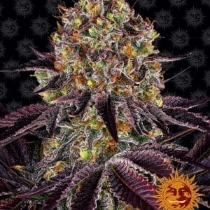 Runtz x Layer Cake by Barneys Farm Seeds – Guaranteed female plants – Citrus – 12/12 Photoperiod – image 1 – Seed City