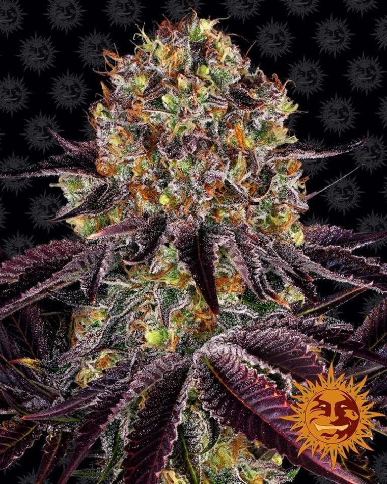 Runtz x Layer Cake by Barneys Farm Seeds – Guaranteed female plants – Citrus – 12/12 Photoperiod – image 1 – Seed City